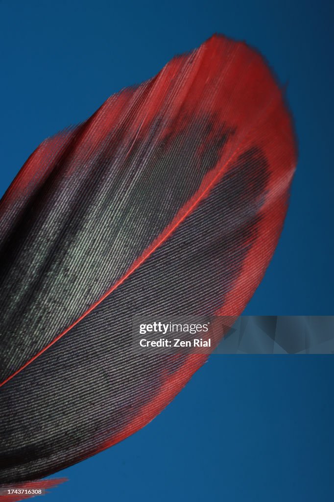 Close up of a single black and red feather on blue background