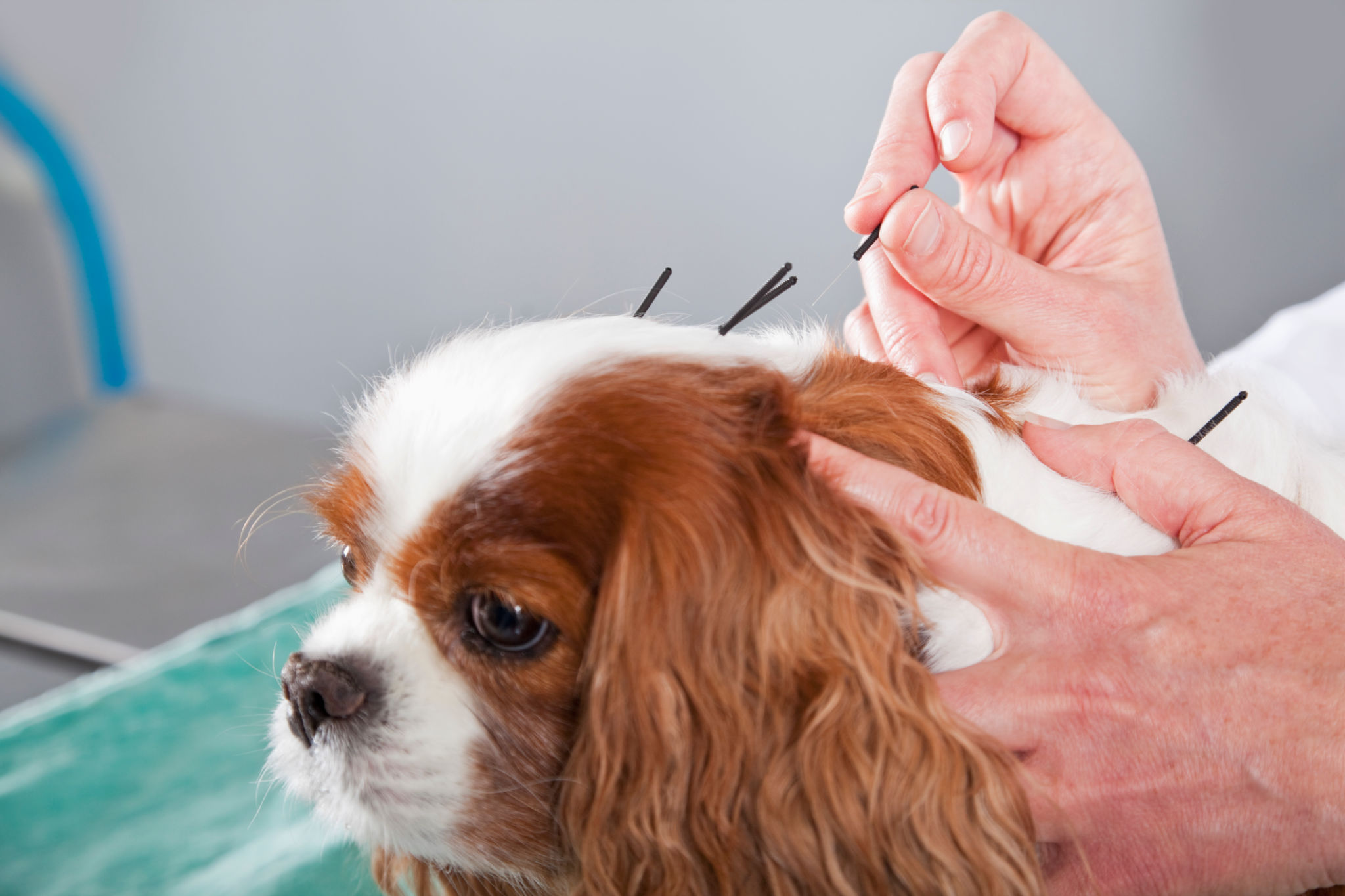 natural remedies pets