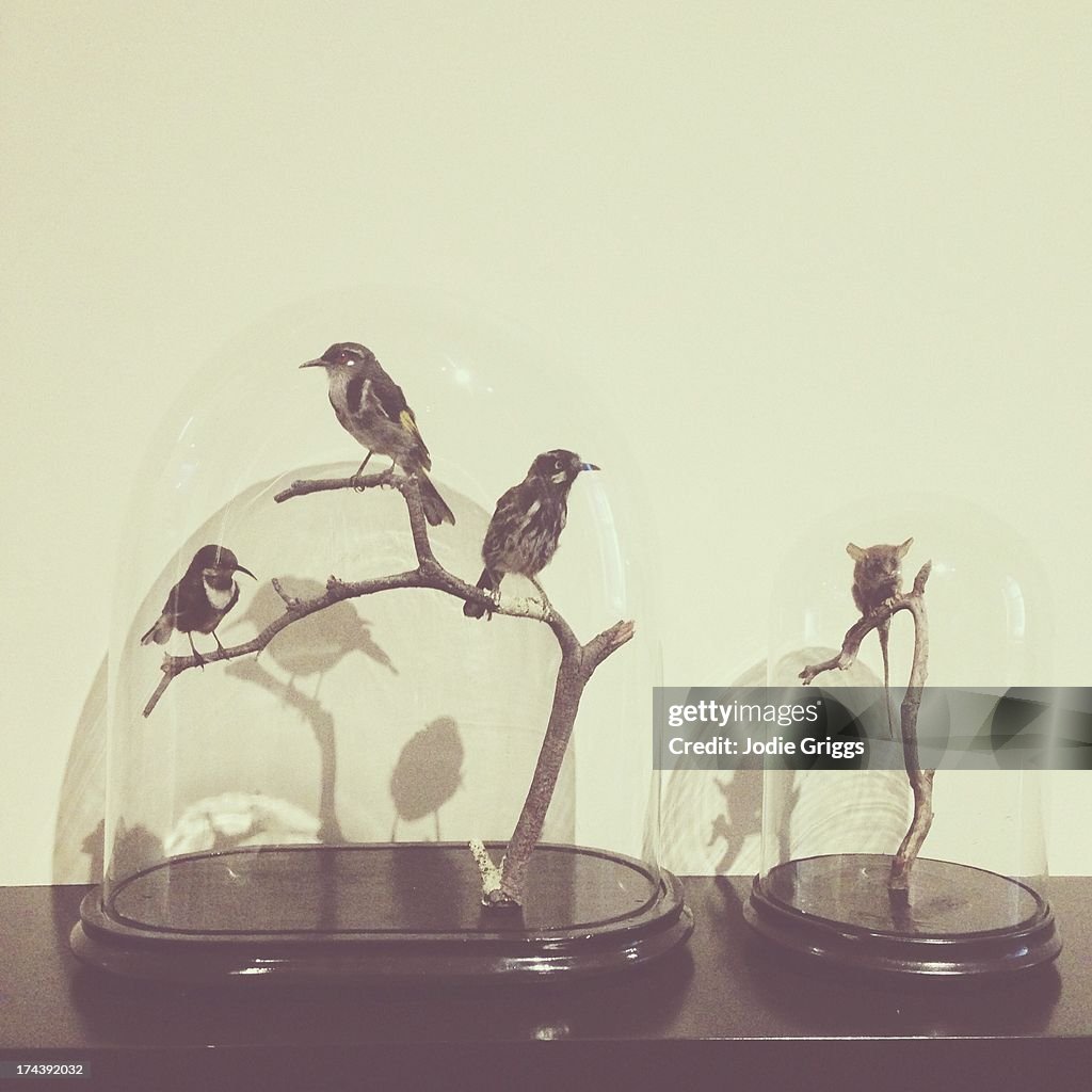 Small taxidermy birds in glass display case