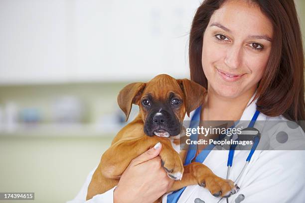 子犬は、お客様に健康に最適 - boxer dog ストックフォトと画像
