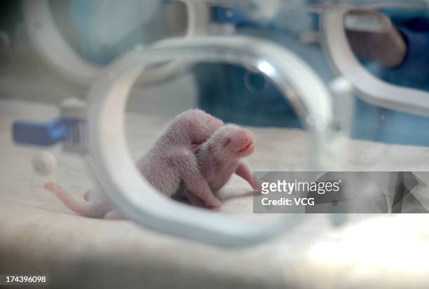 Baby panda twins are seen in an incubator at Chengdu Research Base of Giant Panda Breeding on July 24, 2013 in Chengdu, China. 15-year-old giant...