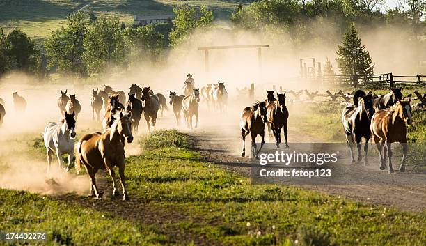 ranch: herd of horses being rounded up by cowboy. - horse ranch stock pictures, royalty-free photos & images