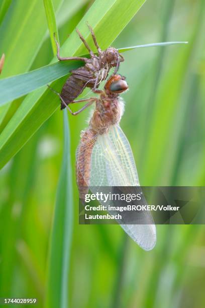 Frog Stalk Insect 26 Exuvium Stock Photos, High-Res Pictures, and Images - Getty Images