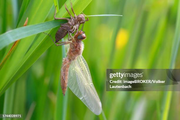Frog Stalk Insect Exuvium Photos and Premium High Res Pictures - Getty Images
