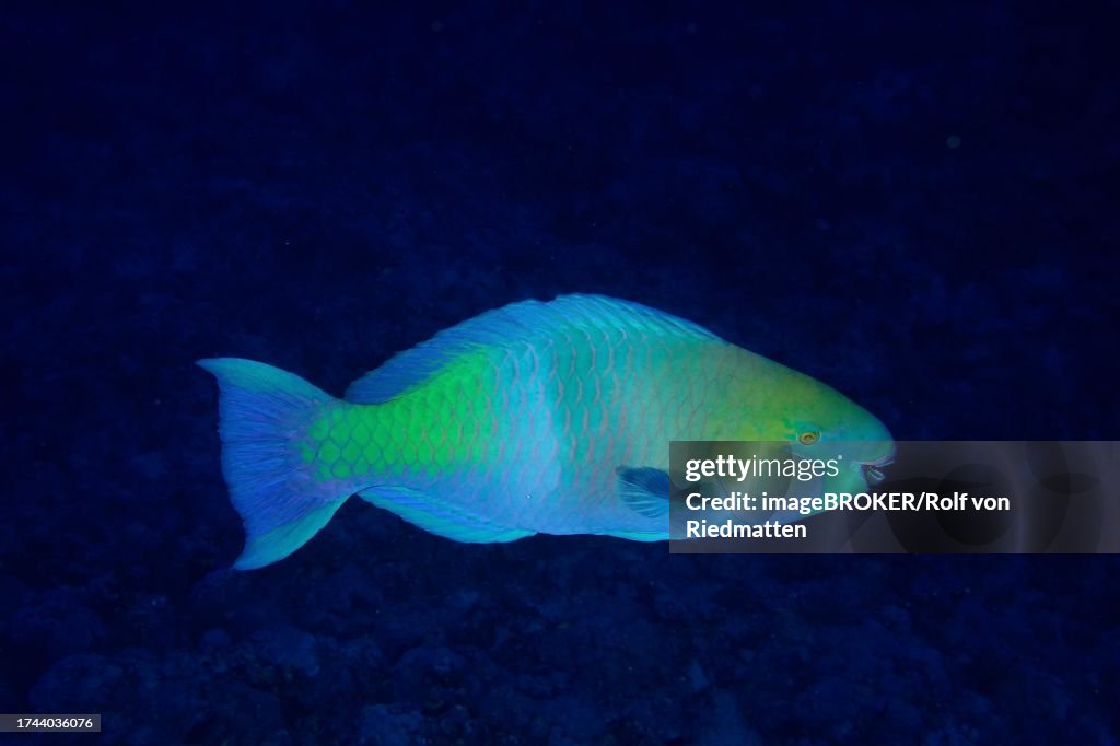 Rusty-naped parrotfish (Scarus ferrugineus), St Johns Caves dive site, Saint Johns Reef, Red Sea, Egypt