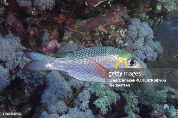 humpnose big-eye bream (monotaxis grandoculis), dangerous reef dive site, st johns reef, saint johns, red sea, egypt - ヨコシマクロダイ ストックフォトと画像