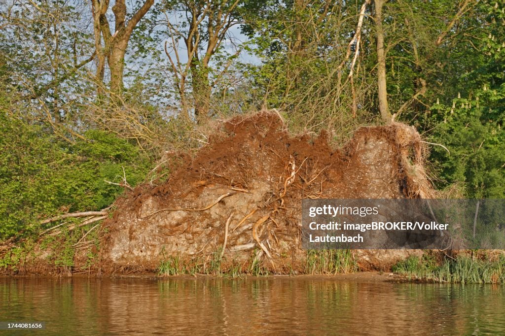 Root ball of a fallen tree, breeding habitat for the common kingfisher (Alcedo atthis), Peene Valley River Landscape nature park Park, Mecklenburg-Western Pomerania, Germany