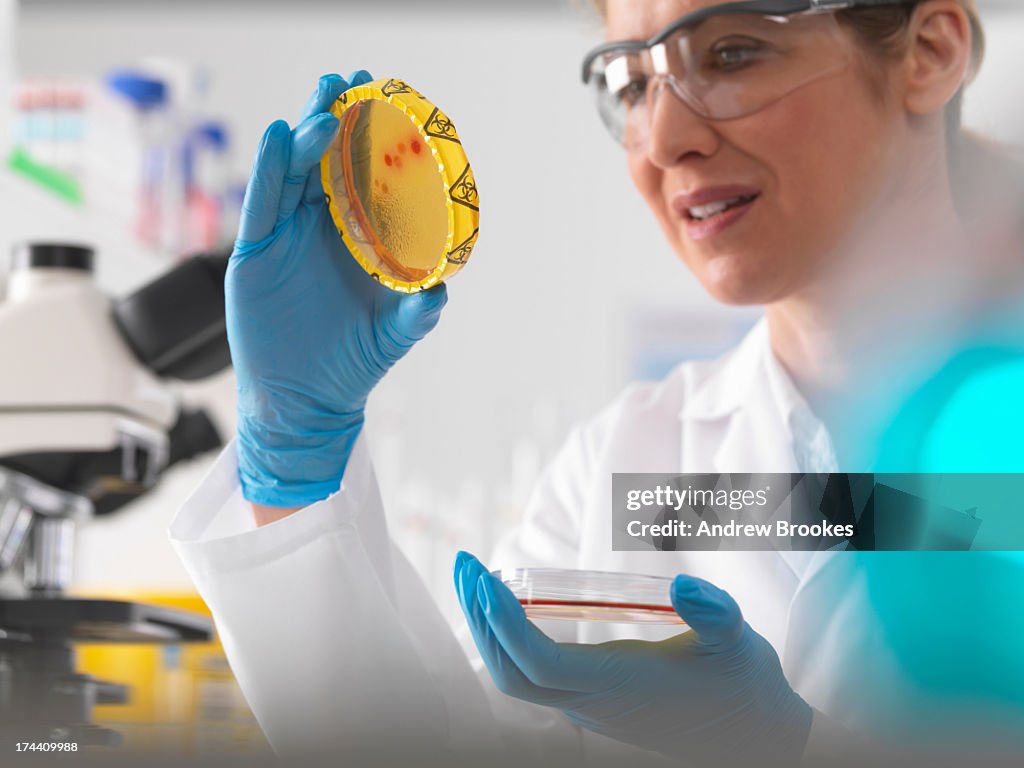 Scientist viewing cultures growing in petri dishes sealed by biohazard tape in lab