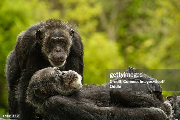 chimpanzees, san francisco, california, usa - old chimpanzee stock pictures, royalty-free photos & images
