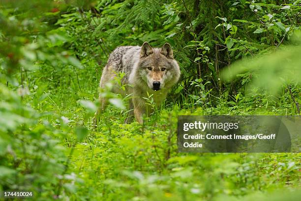 gray wolf, golden, british columbia, canada - wolf hide stock pictures, royalty-free photos & images