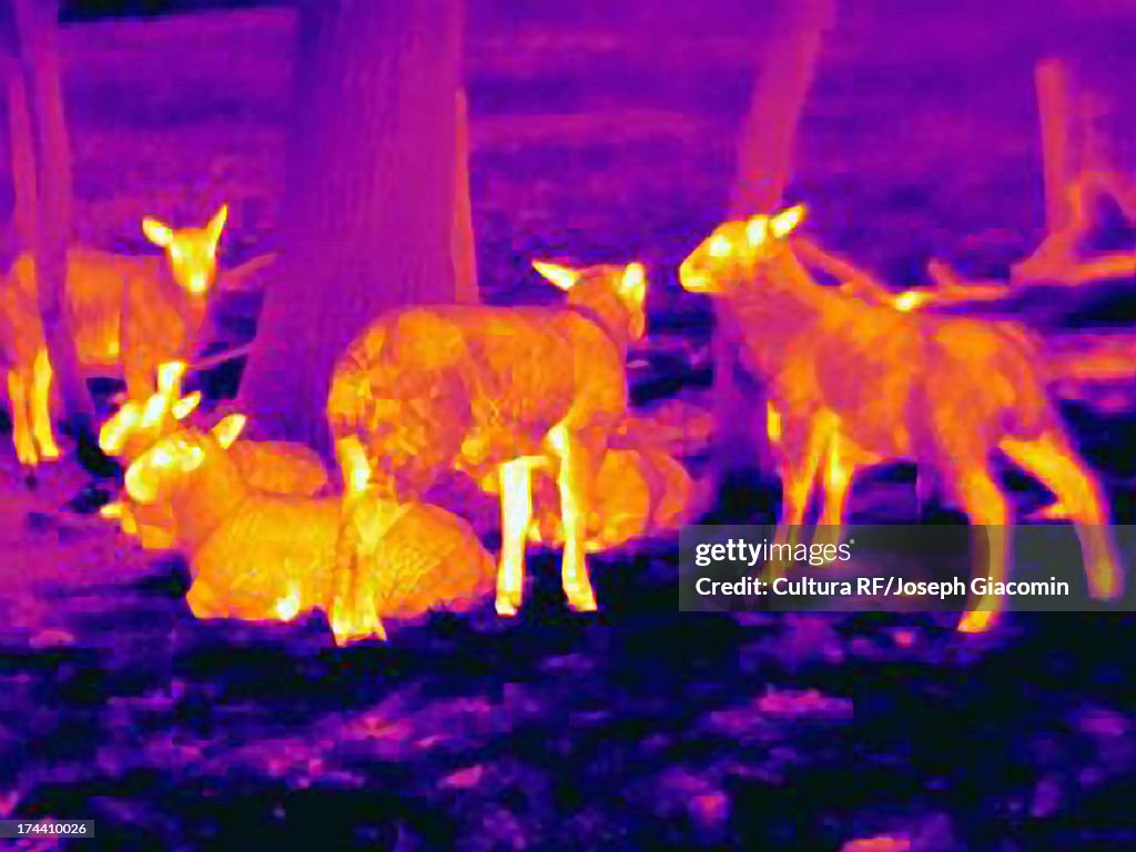 Thermal image of sheep showing thermal protection of their wool to heat loss