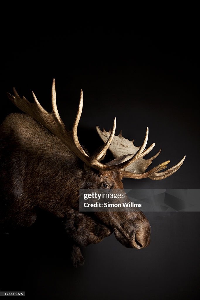 Bull Moose Head with Antlers