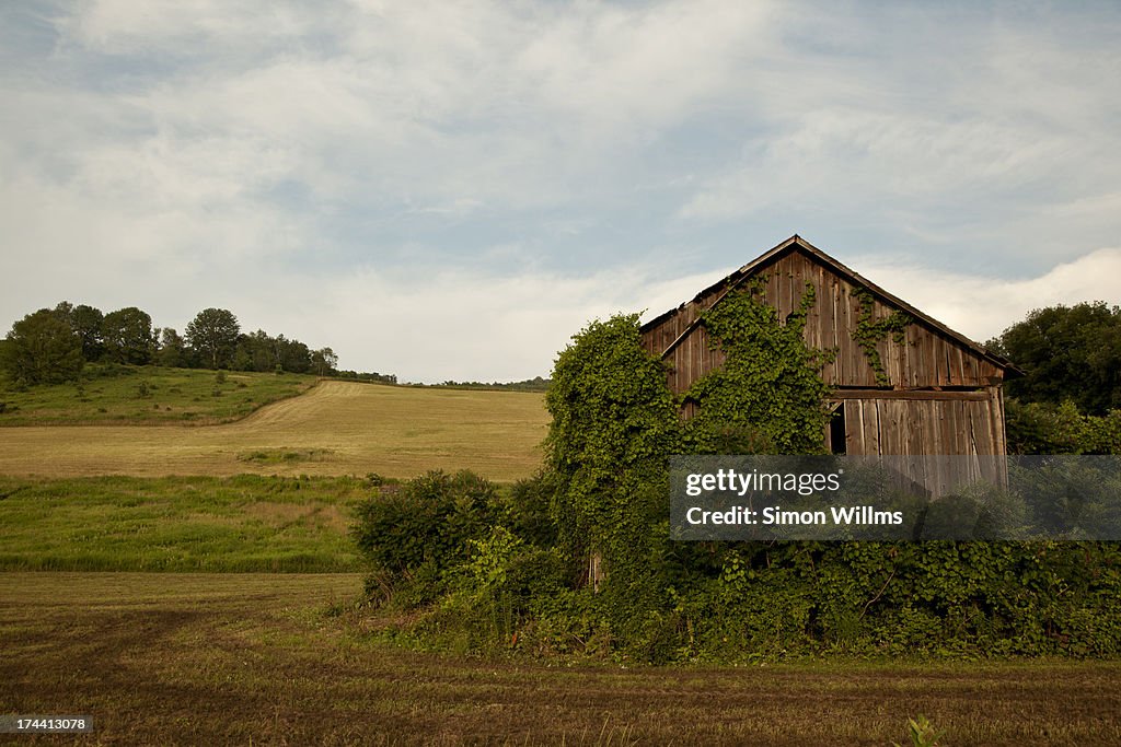 Barn with Overgrowing Vines