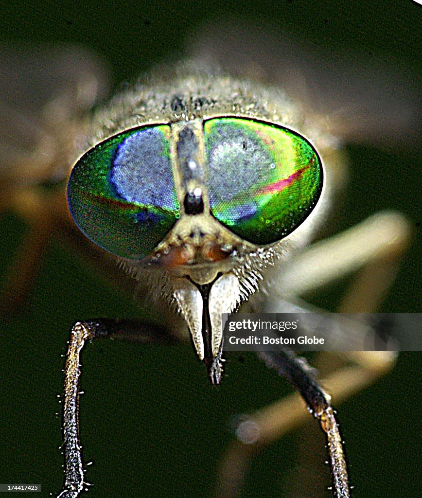 Greenhead Fly