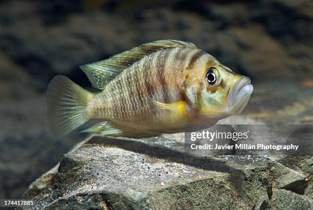 altolamprologus compressiceps boulenger, 1898 - tanganyikasjön bildbanksfoton och bilder