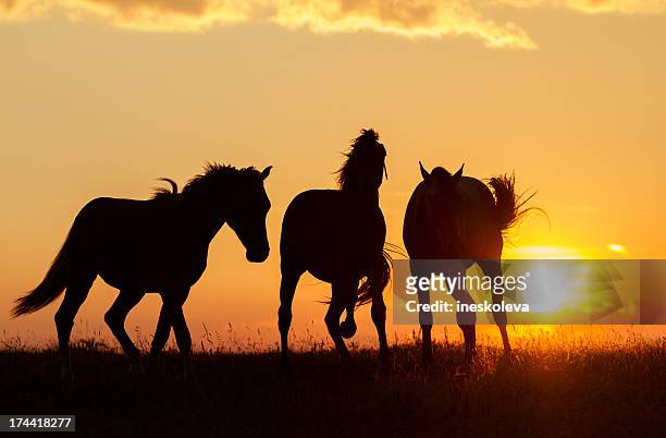 wild horses - horse grazing stock pictures, royalty-free photos & images