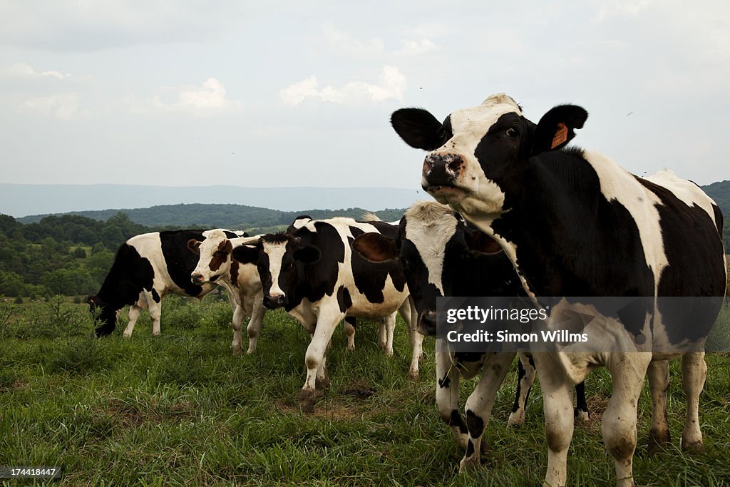 Cows Looking at Camera