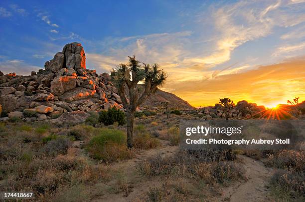 joshua tree national park - josuabaum stock-fotos und bilder