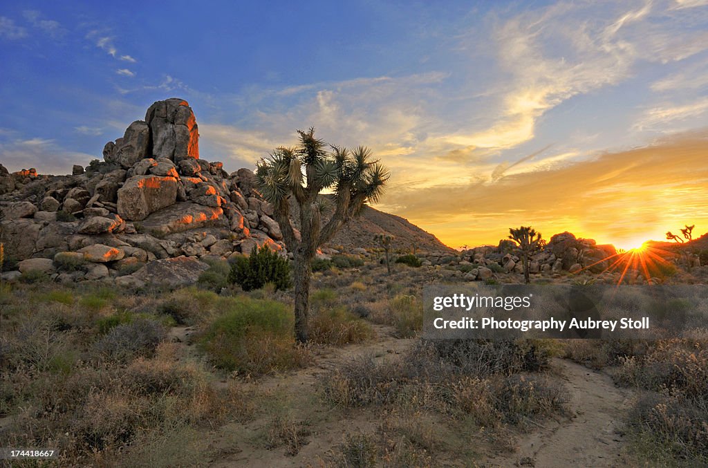 Joshua Tree National Park
