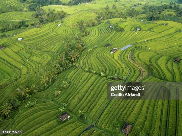 aerial view of jatiluwih rice terraces, bali, indonesia - jatiluwih rice terraces stock pictures, royalty-free photos & images