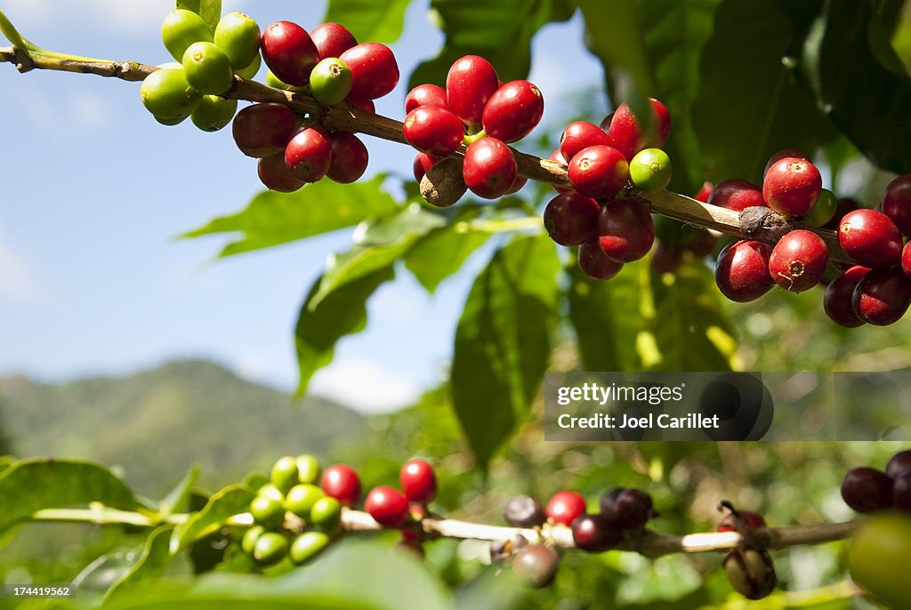 熟したコーヒー豆(チェリーズ）の山々、パナマの