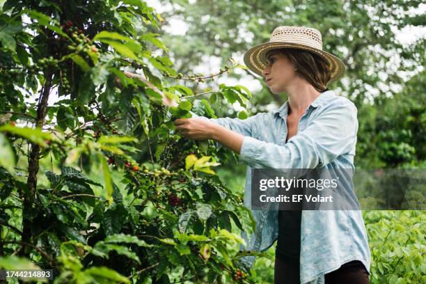 young woman picking up coffee beans in organic farm in latin america - costa rica coffee stock pictures, royalty-free photos & images