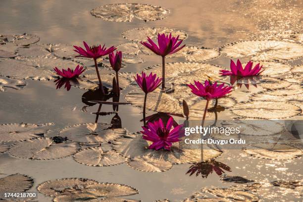 close-up of pink lotus water lily in lake during sunshine  - stock photo - cambodia pattern stock pictures, royalty-free photos & images