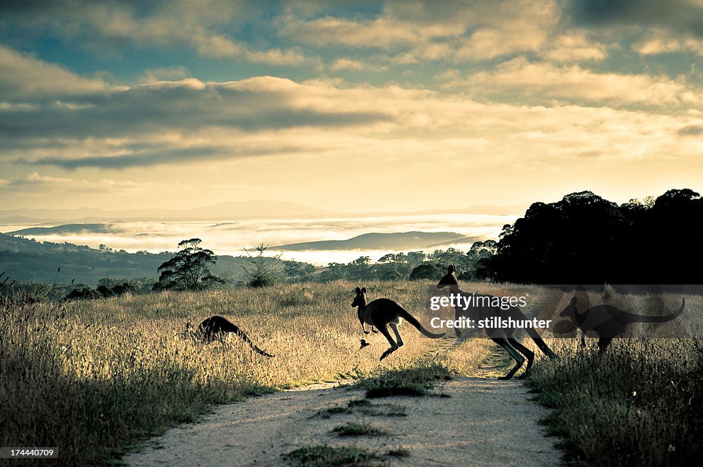 Scattering rays, roos and rosella