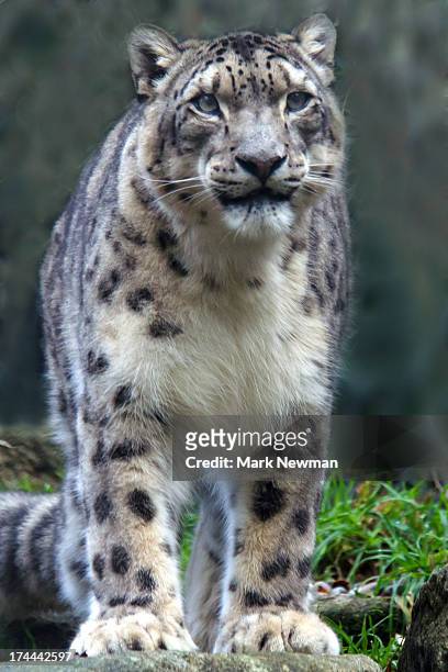 snow leopard - snow leopard print stock pictures, royalty-free photos & images