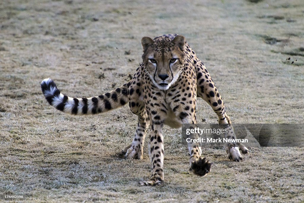 Cheetah running