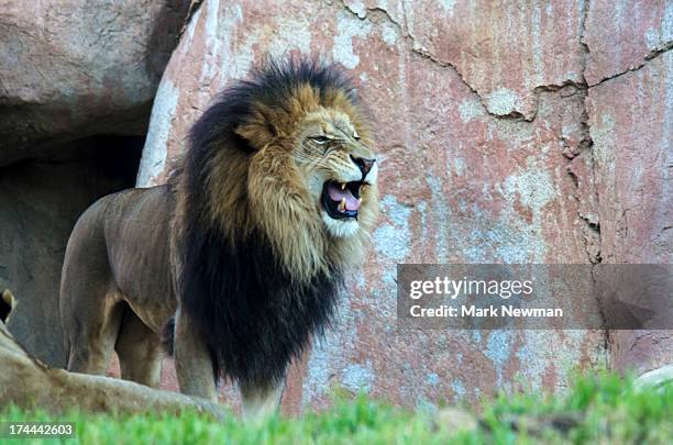 african lion - lion roar stockfoto's en -beelden