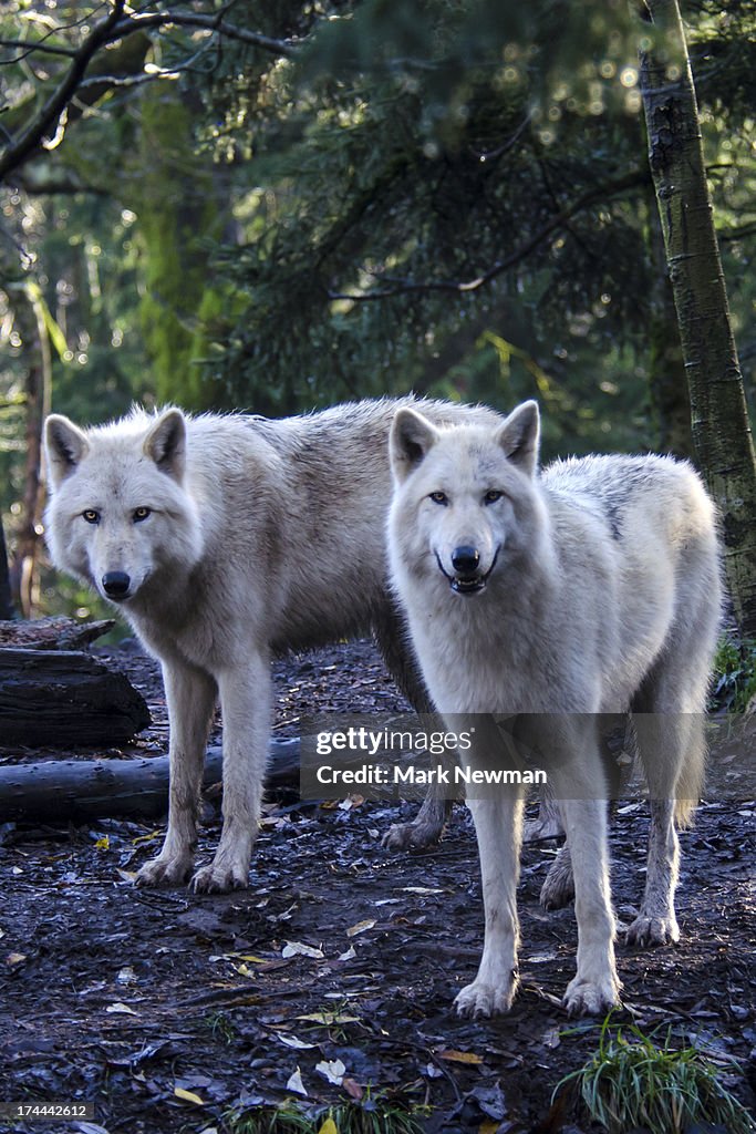 Grey Wolf, white phase