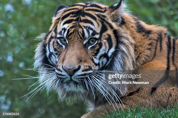 malayan tiger - malayan tiger stock pictures, royalty-free photos & images