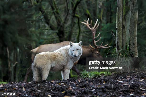 white wolf and bull elk - white moose stock pictures, royalty-free photos & images