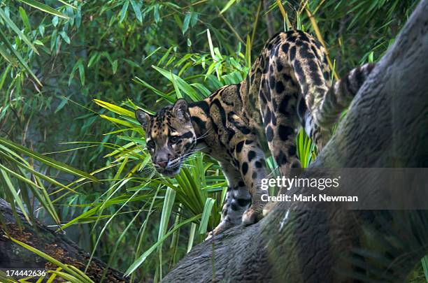 clouded leopard - nebelparder stock-fotos und bilder