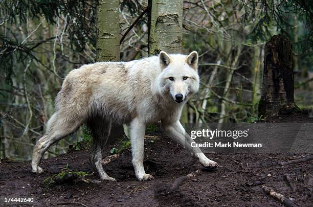 grey wolf, white phase - arctic wolf stock pictures, royalty-free photos & images