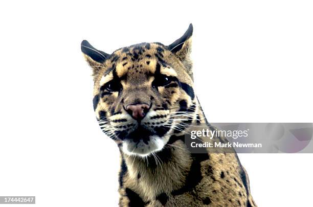 clouded leopard - nebelparder stock-fotos und bilder