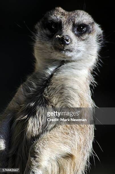 meerkat - suricate photos et images de collection
