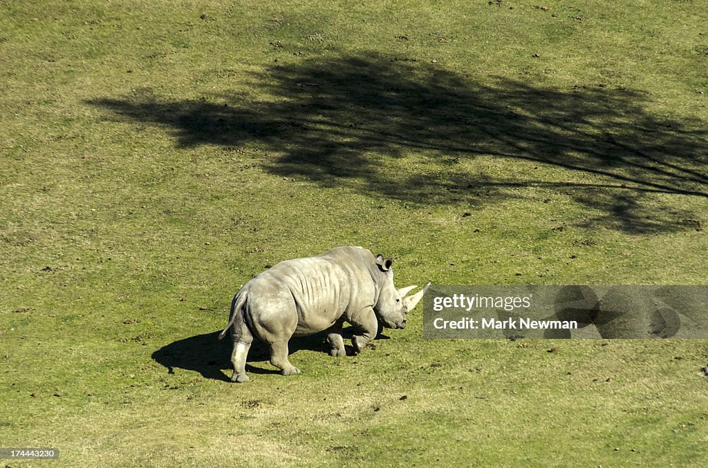 Southern white rhino