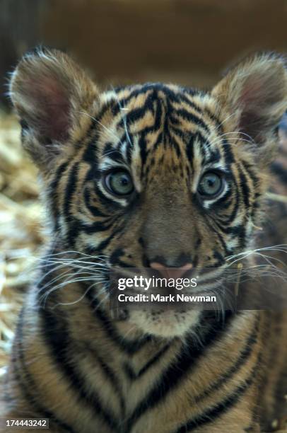malayan tiger cub - malayan tiger stock pictures, royalty-free photos & images