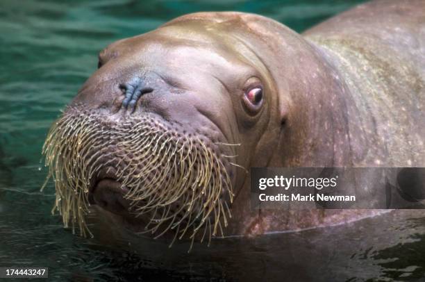 walrus portrait - pacific walrus stock pictures, royalty-free photos & images