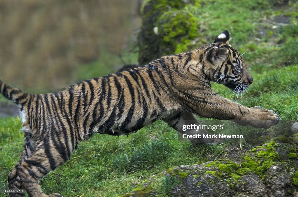 Malayan tiger cub