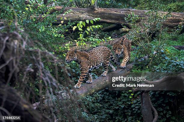 two jaguars on log - jaguar animal stockfoto's en -beelden