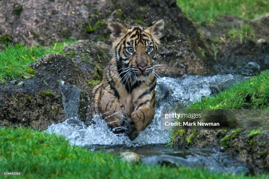 Malayan tiger cub
