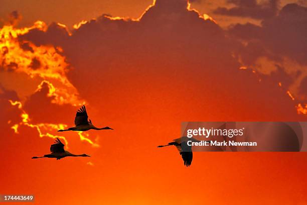 whooping cranes flying - três animais imagens e fotografias de stock