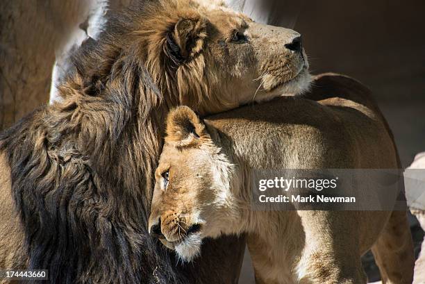 lion and lioness - male animal stock pictures, royalty-free photos & images