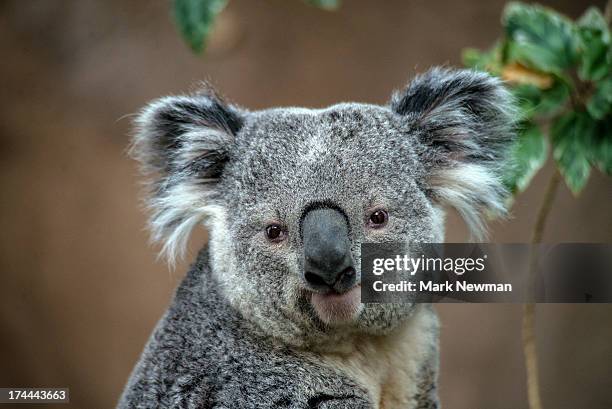 koala - koala - fotografias e filmes do acervo