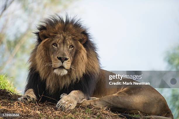 38 525 Lion Pose Stock Photos High Res Pictures And Images Getty Images 38 525 Lion Pose Stock Photos High Res Pictures And Images Getty Images