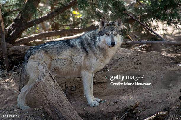 mexican wolf - lobo 個照片及圖片檔