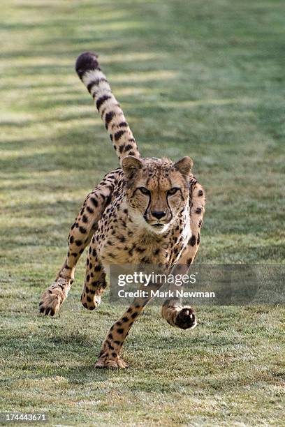 cheetah running fast - cheetah foto e immagini stock